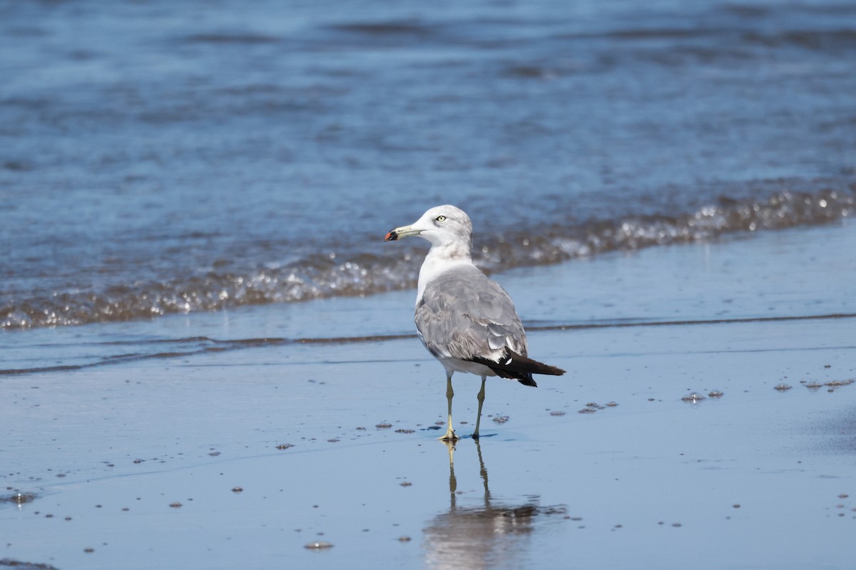 Black-tailed Gull - Akinori Miura