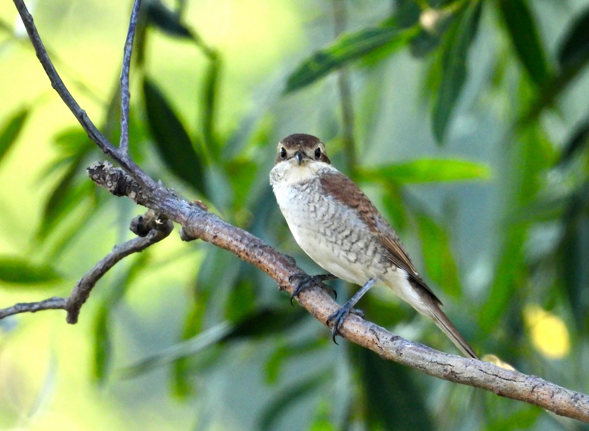 Red-backed Shrike - ML605531931