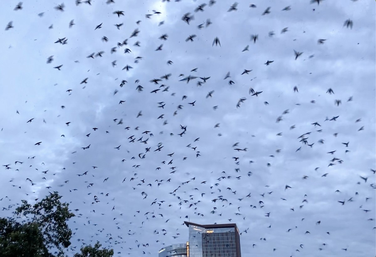 Purple Martin - ML605531941