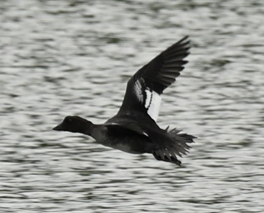 Common Goldeneye - ML605533381
