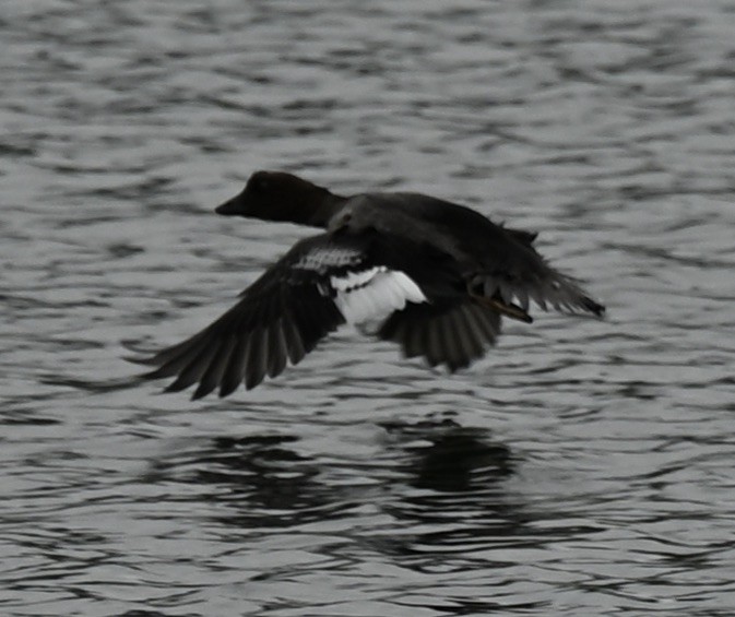 Common Goldeneye - ML605533391