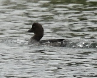 Common Goldeneye - ML605533401