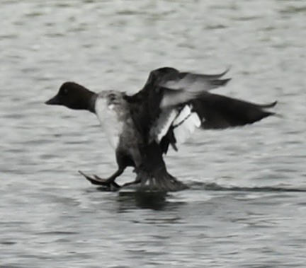 Common Goldeneye - ML605533411