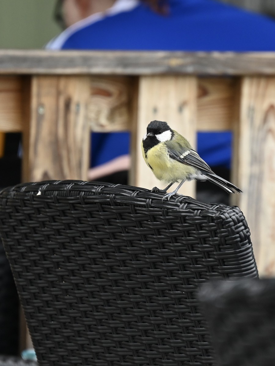 Great Tit - ML605533551