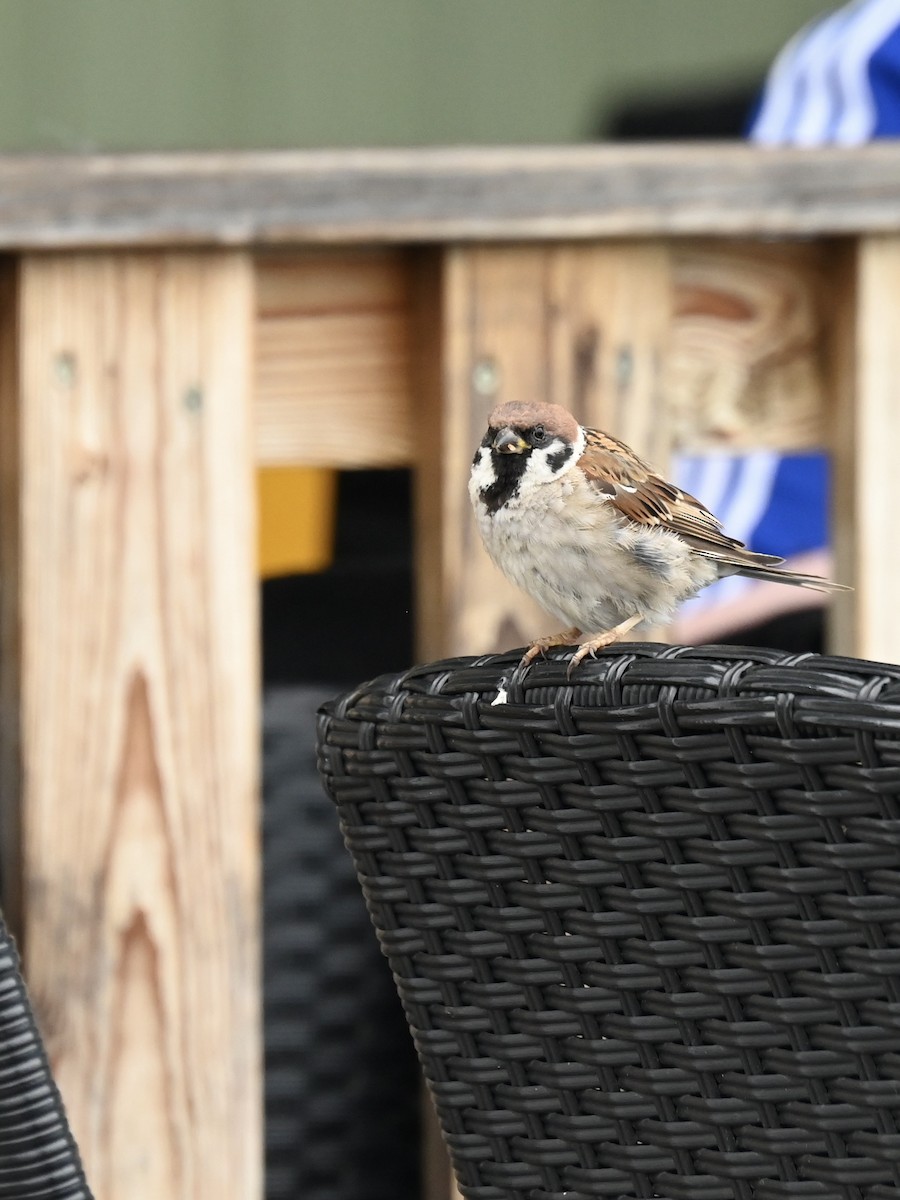 Eurasian Tree Sparrow - ML605533591