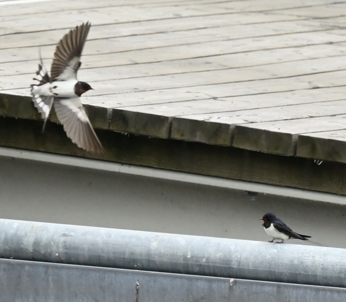 Barn Swallow - William Woody