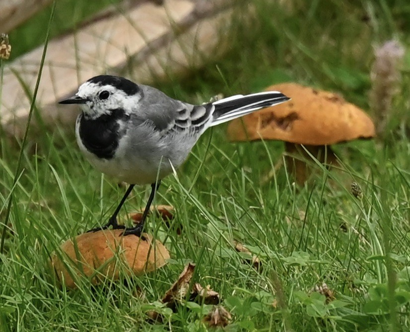 White Wagtail - ML605533711