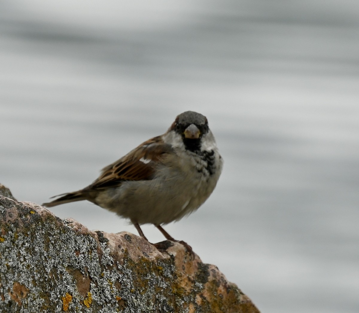 House Sparrow - ML605533981