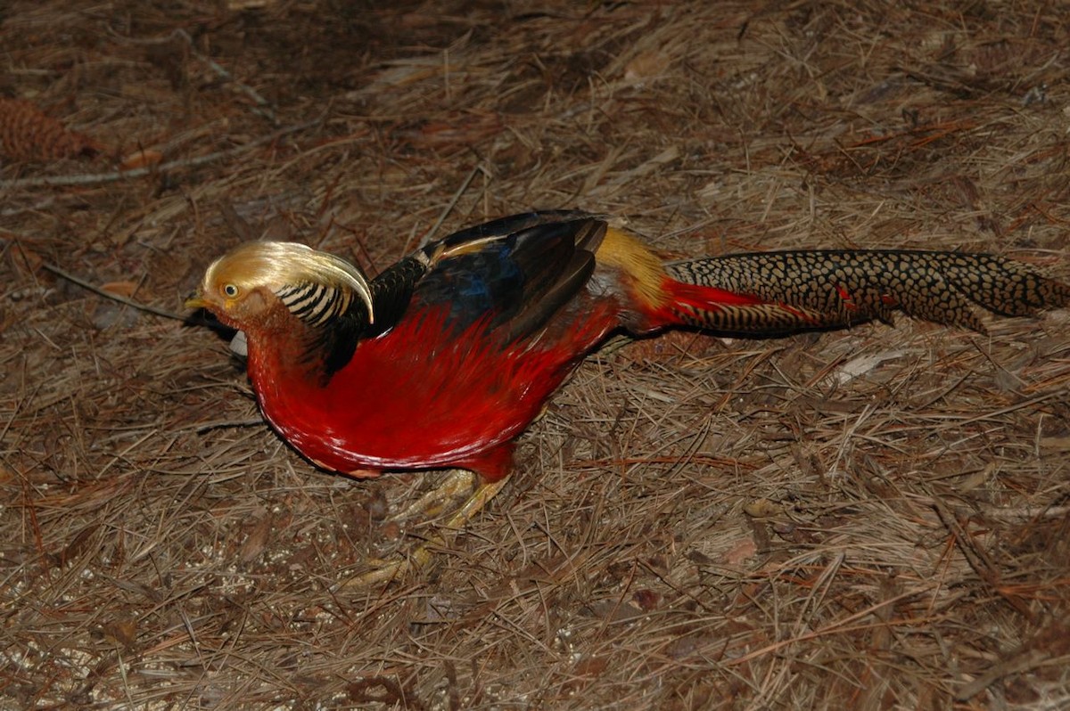 Golden Pheasant - ML605534221