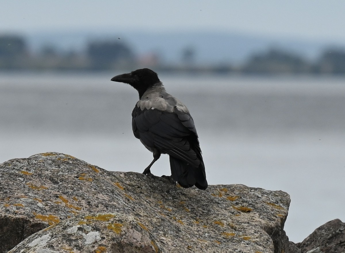 Hooded Crow - ML605534231