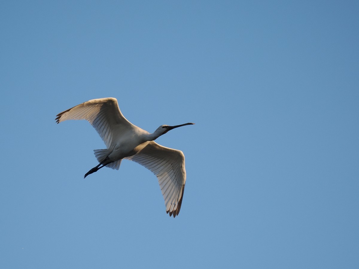 Spatola - ML605534331