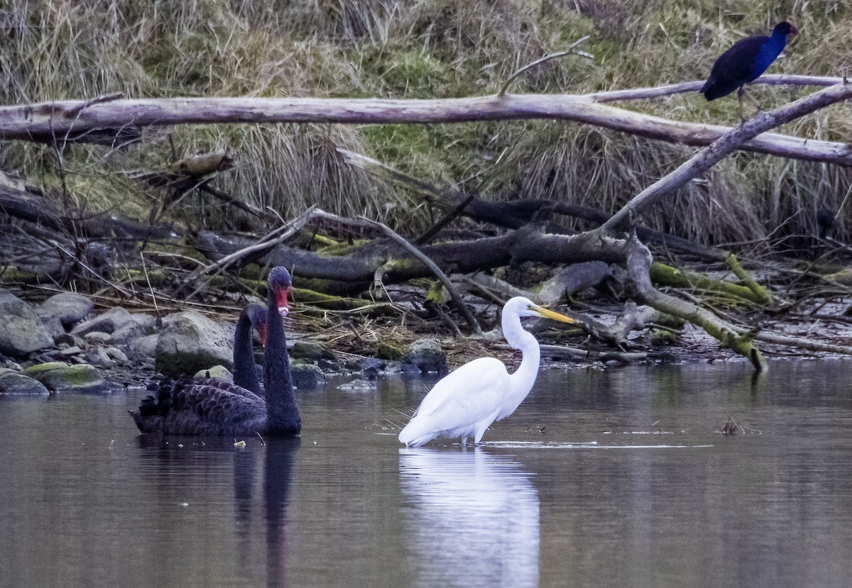 Great Egret - ML605535821