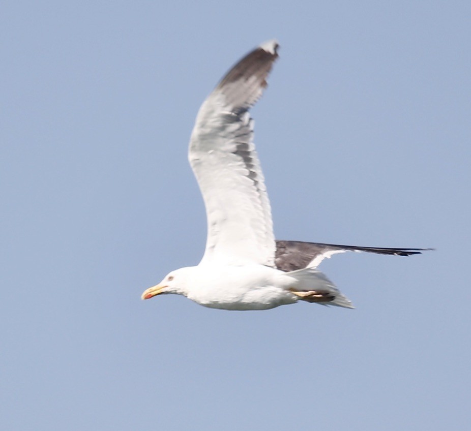 Бэсрэг цахлай - ML605535831