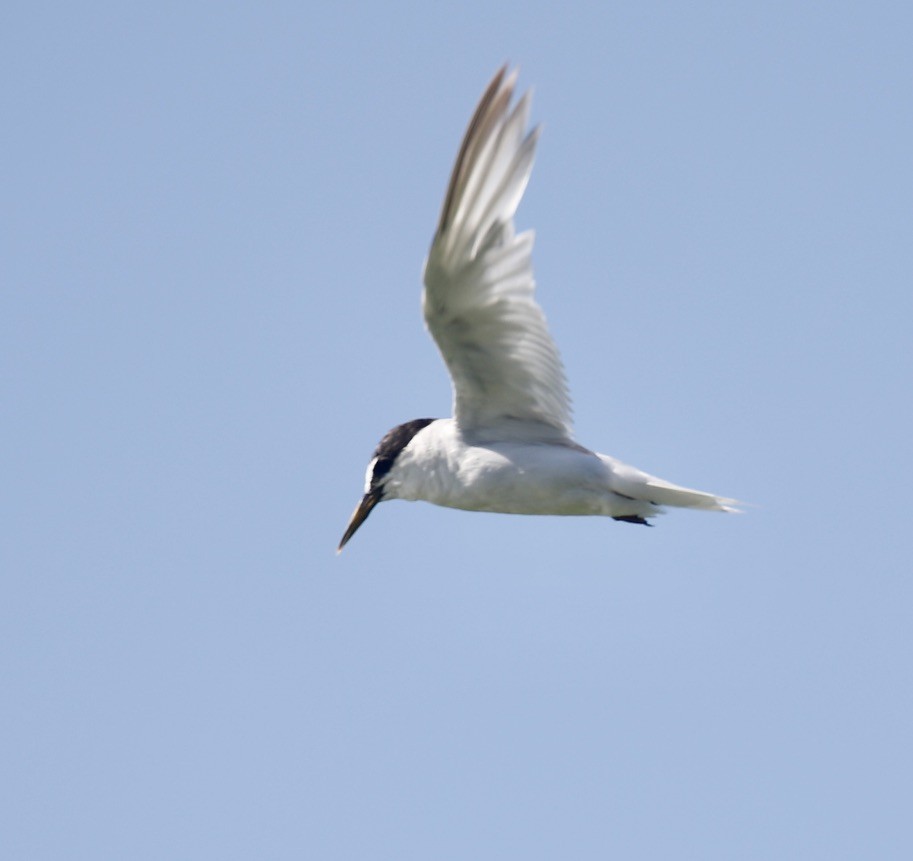 Little Tern - ML605536101