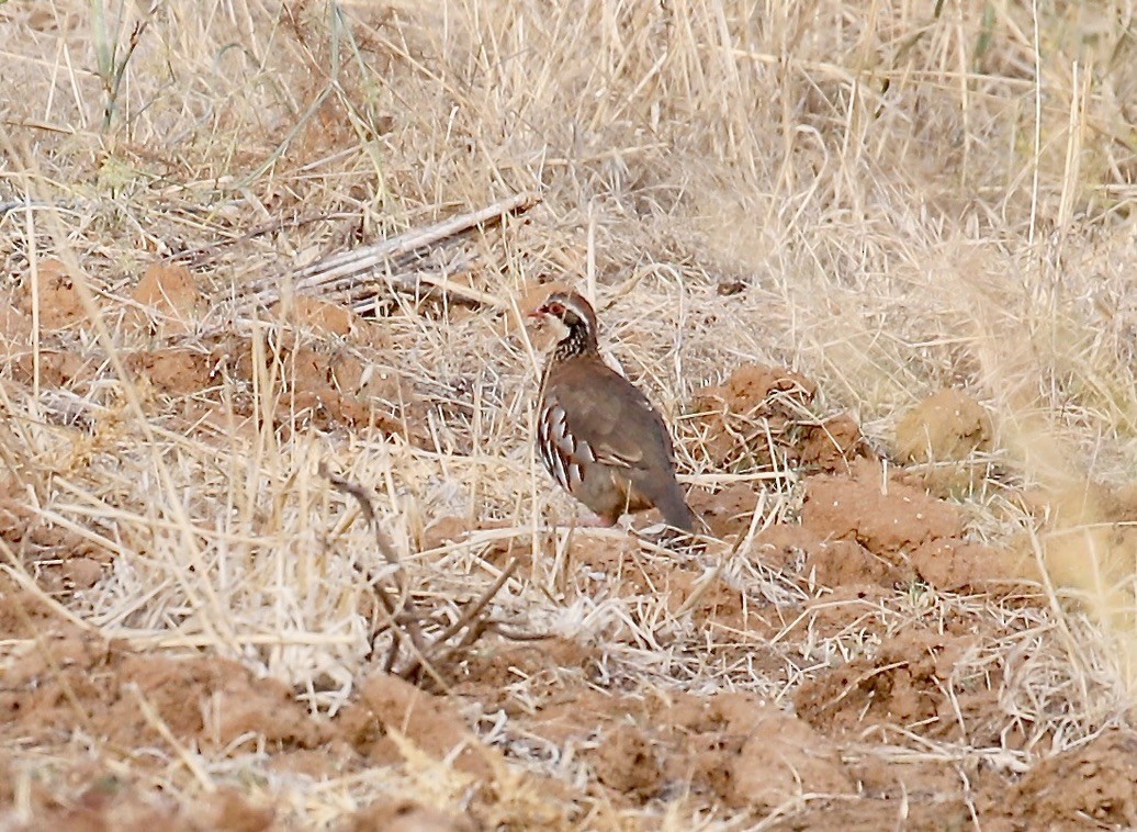 Red-legged Partridge - ML605536591