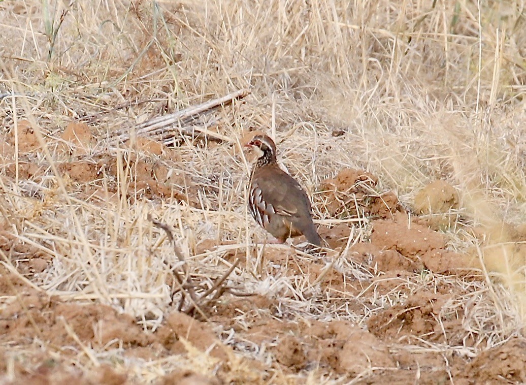 חוגלה אדמונית - ML605536591