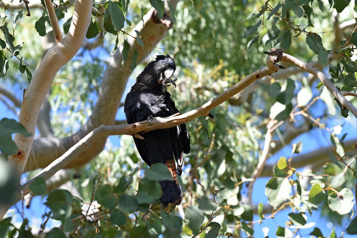 Red-tailed Black-Cockatoo - ML605536671