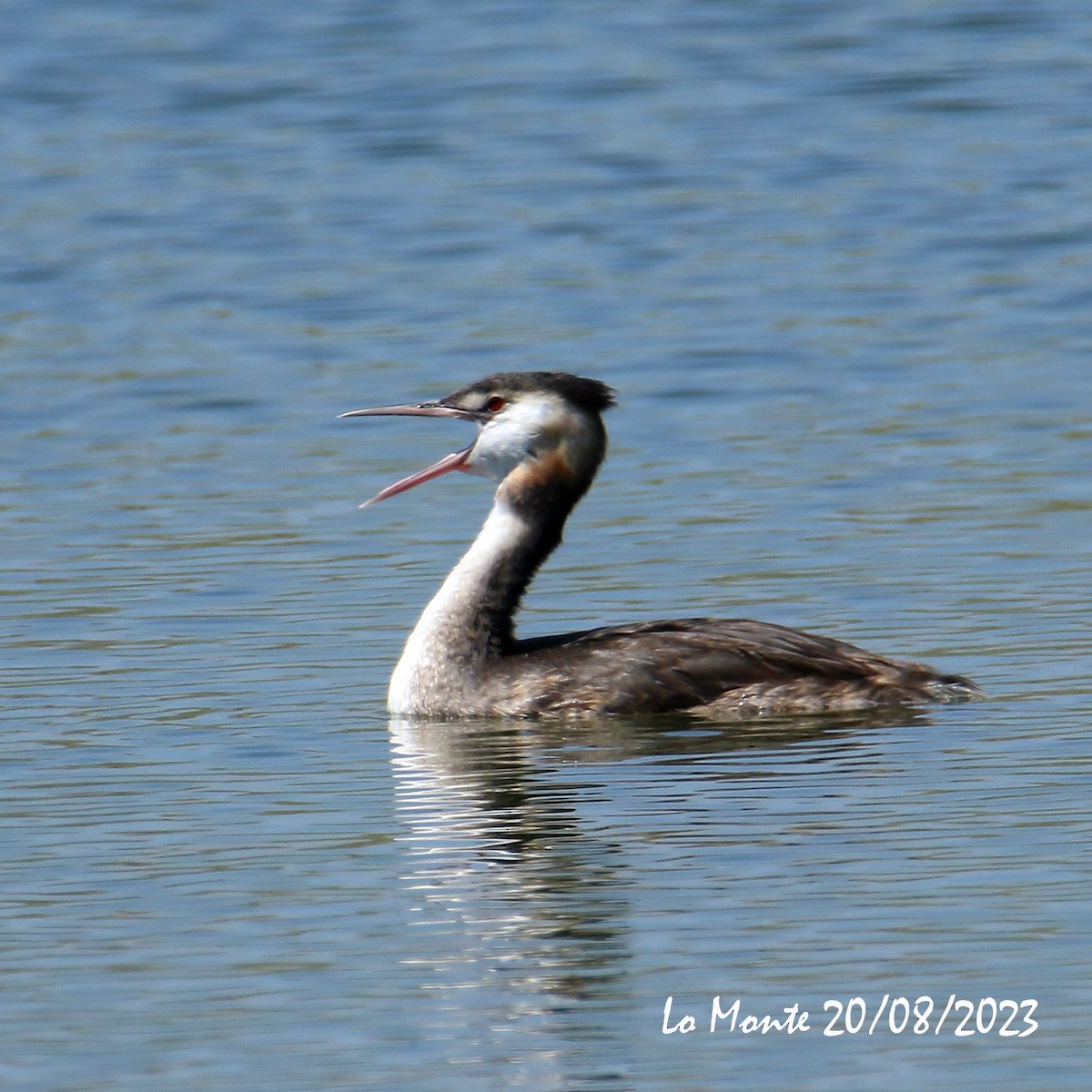 Great Crested Grebe - ML605537351