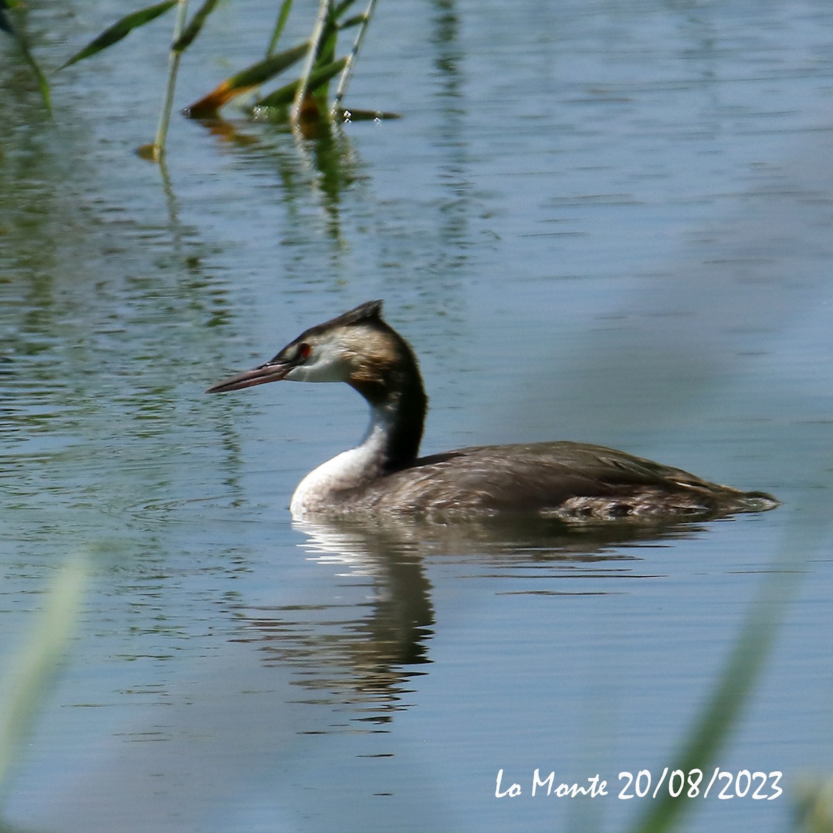 Great Crested Grebe - ML605537361