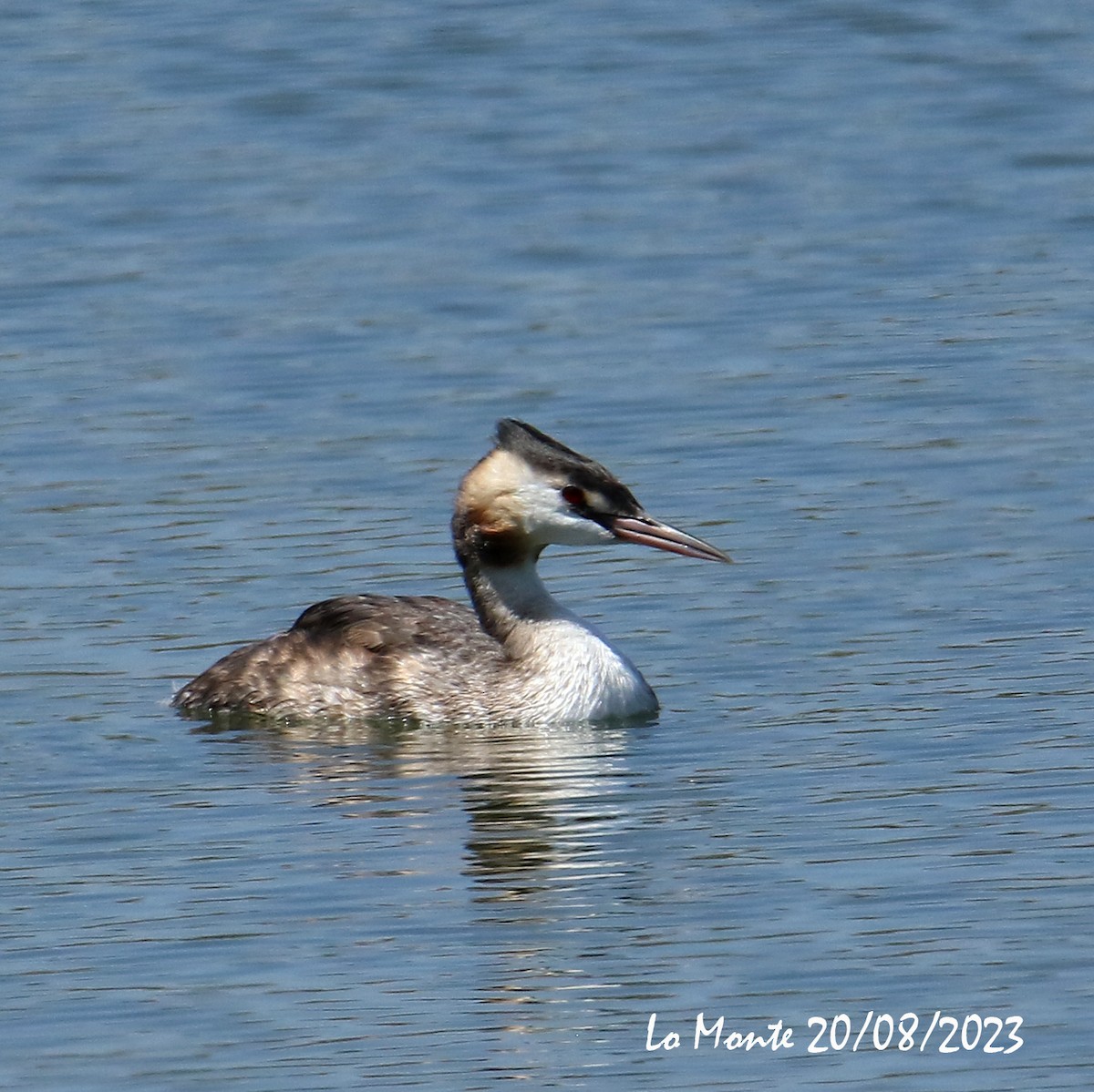 Great Crested Grebe - ML605537371
