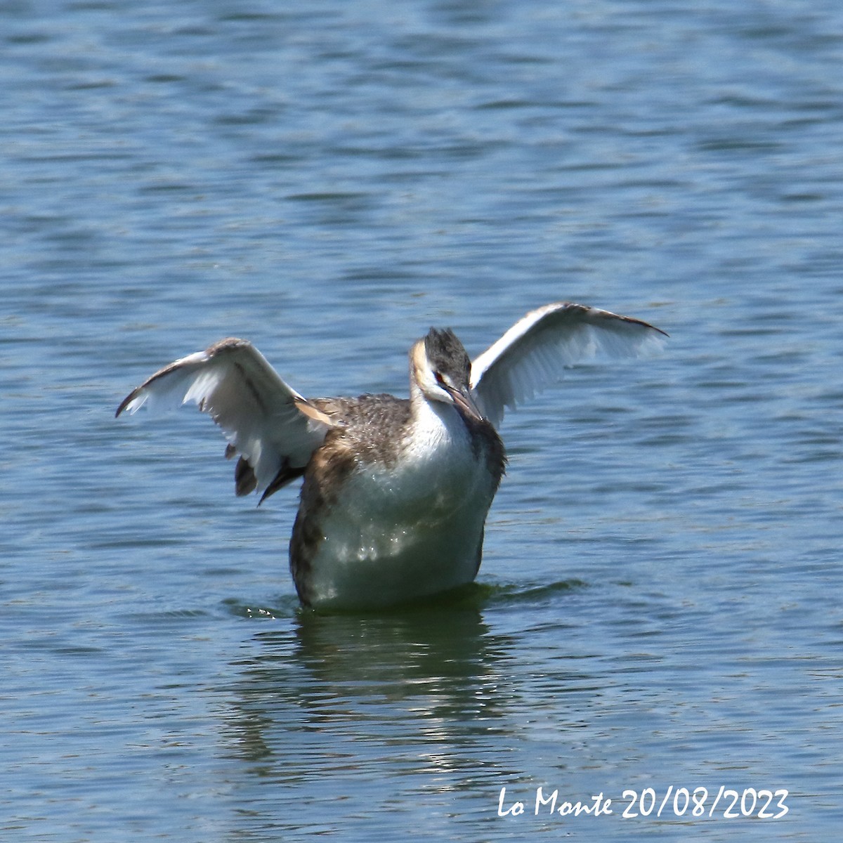 Great Crested Grebe - ML605537381