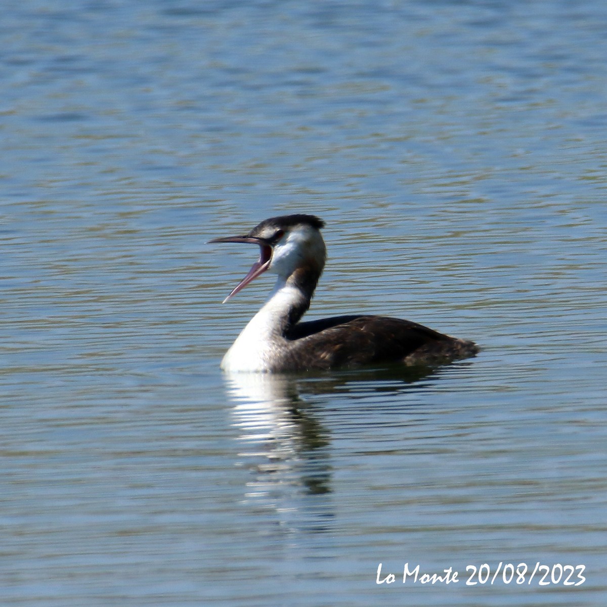 Great Crested Grebe - ML605537391