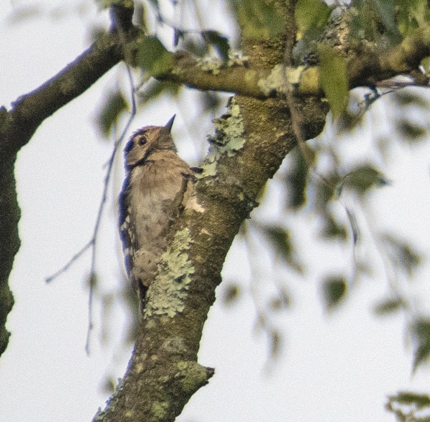 Lesser Spotted Woodpecker - ML605538031
