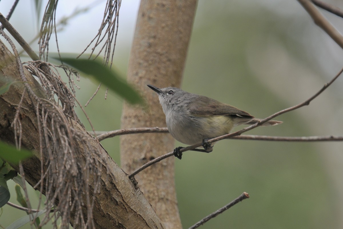 Fan-tailed Gerygone - ML605538201