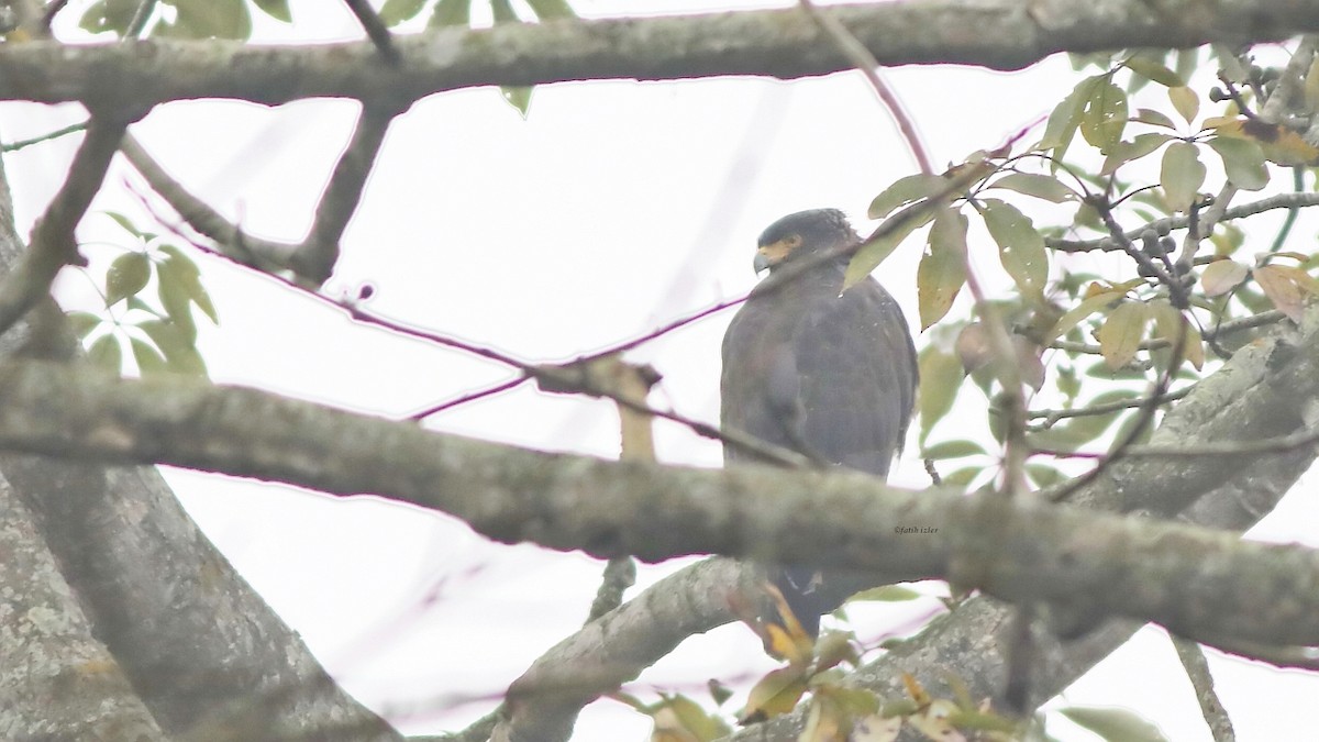 Crested Serpent-Eagle - ML605538911