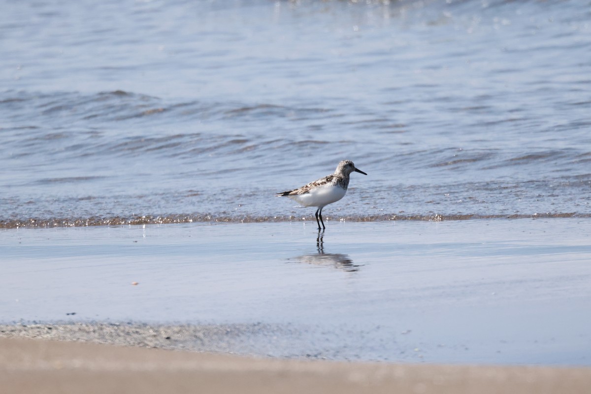 Sanderling - Akinori Miura