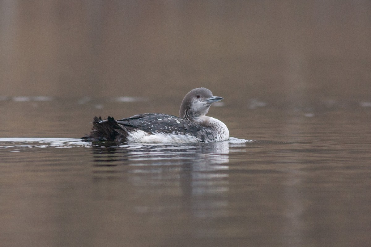 Arctic Loon - ML605539911