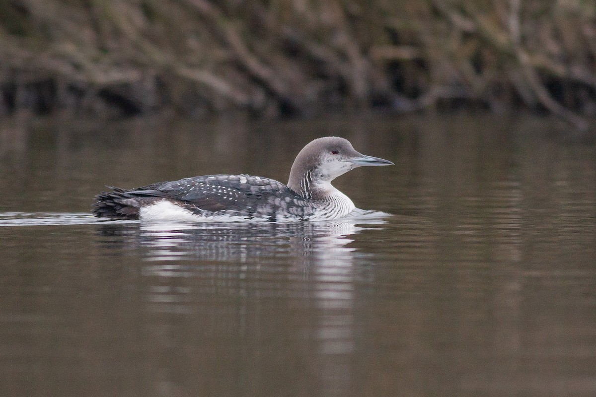 Arctic Loon - ML605539921