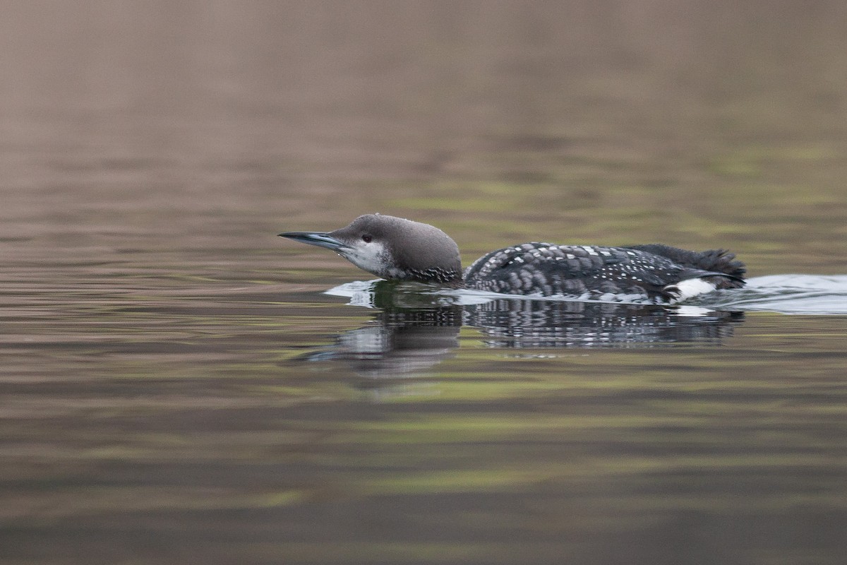 Arctic Loon - ML605539931