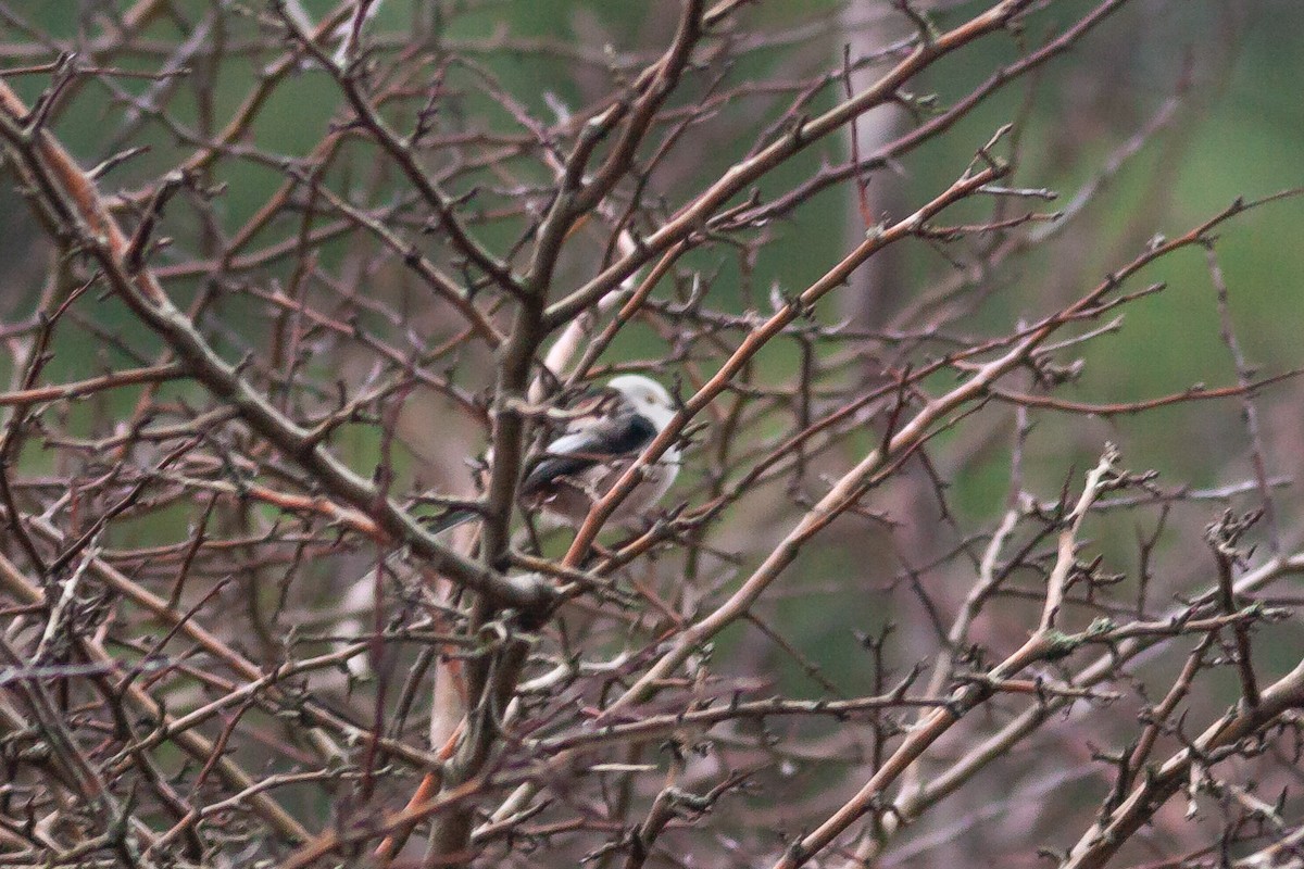Long-tailed Tit (caudatus) - ML605539951