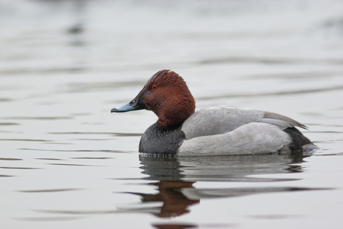 Common Pochard - ML605539961