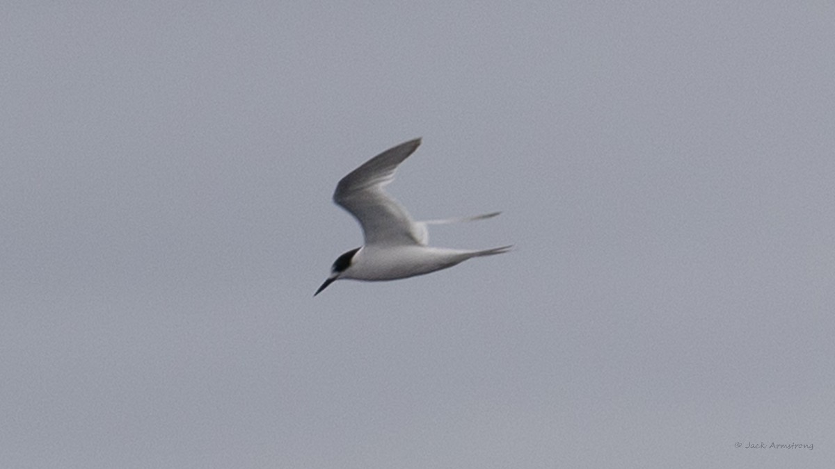 White-fronted Tern - ML605540131
