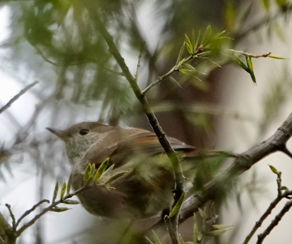 Tasmanian/Brown Thornbill - ML605540521