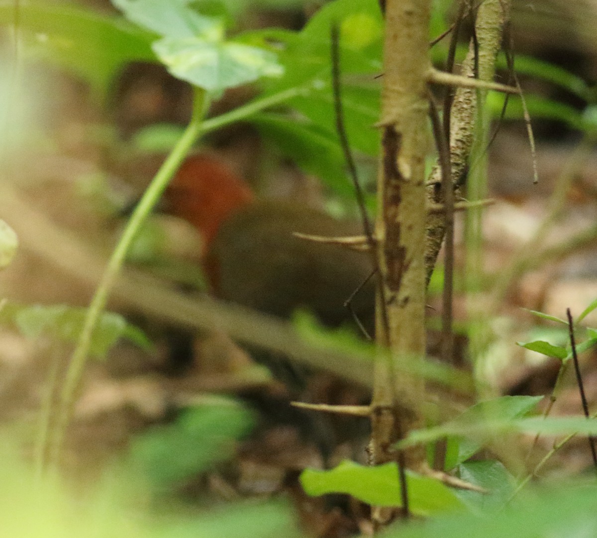 Slaty-legged Crake - ML605541081