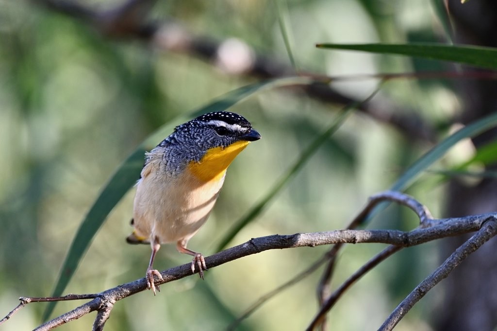 Spotted Pardalote - Neil Boness