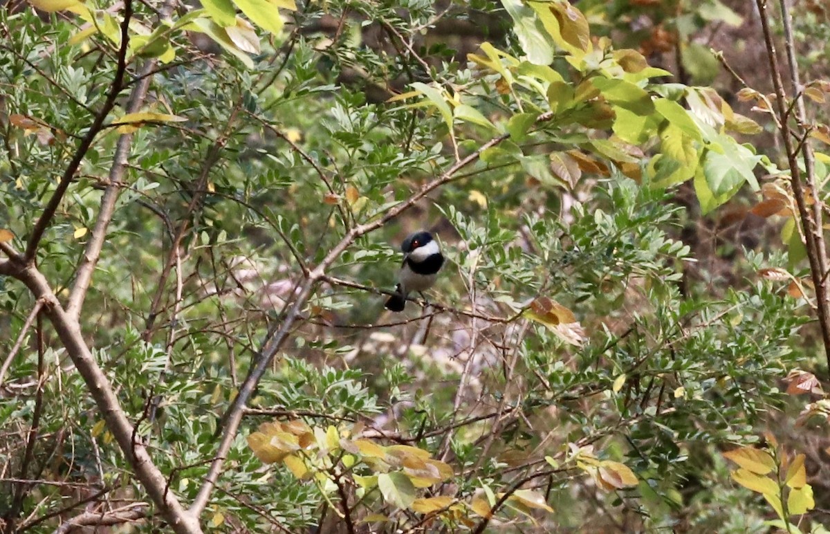 Boulton's Batis (Angola) - ML605542191