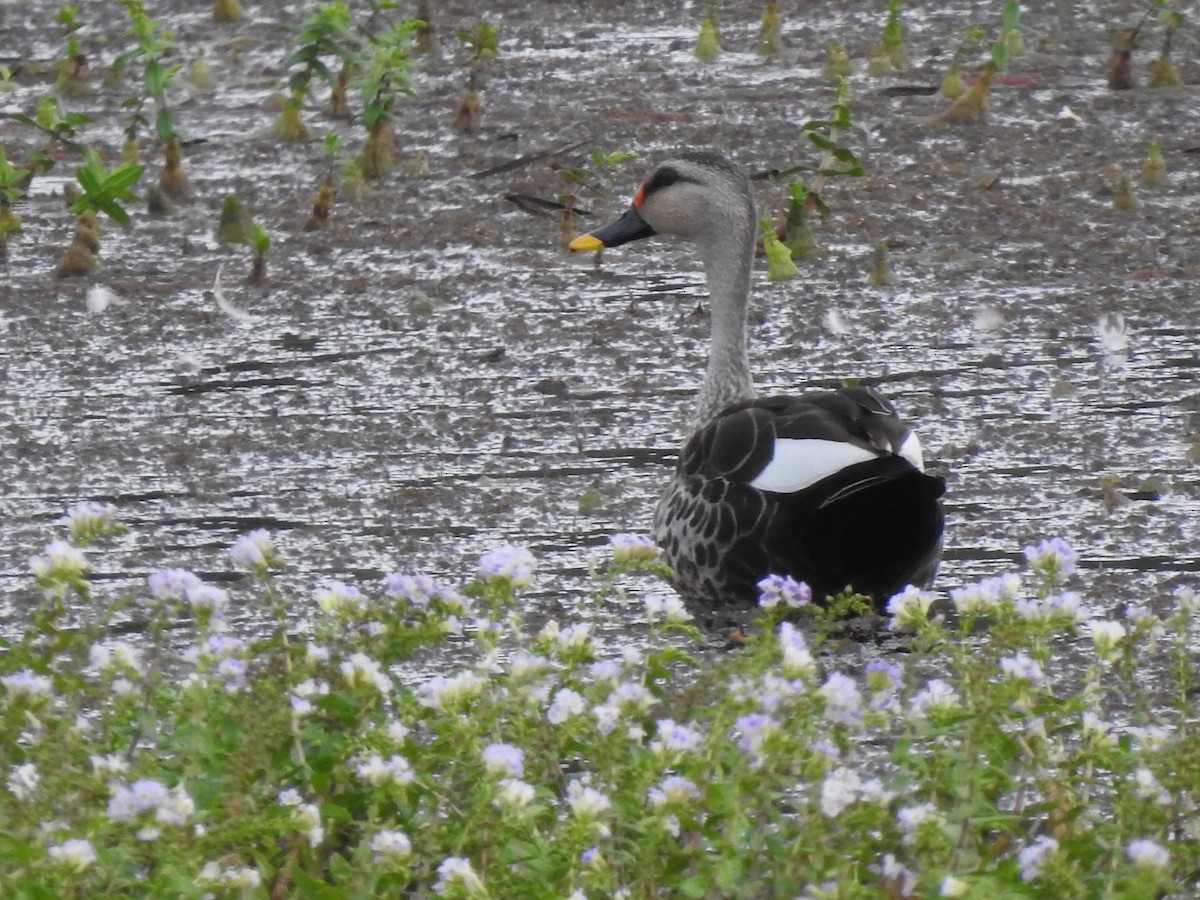 Indian Spot-billed Duck - ML605543571