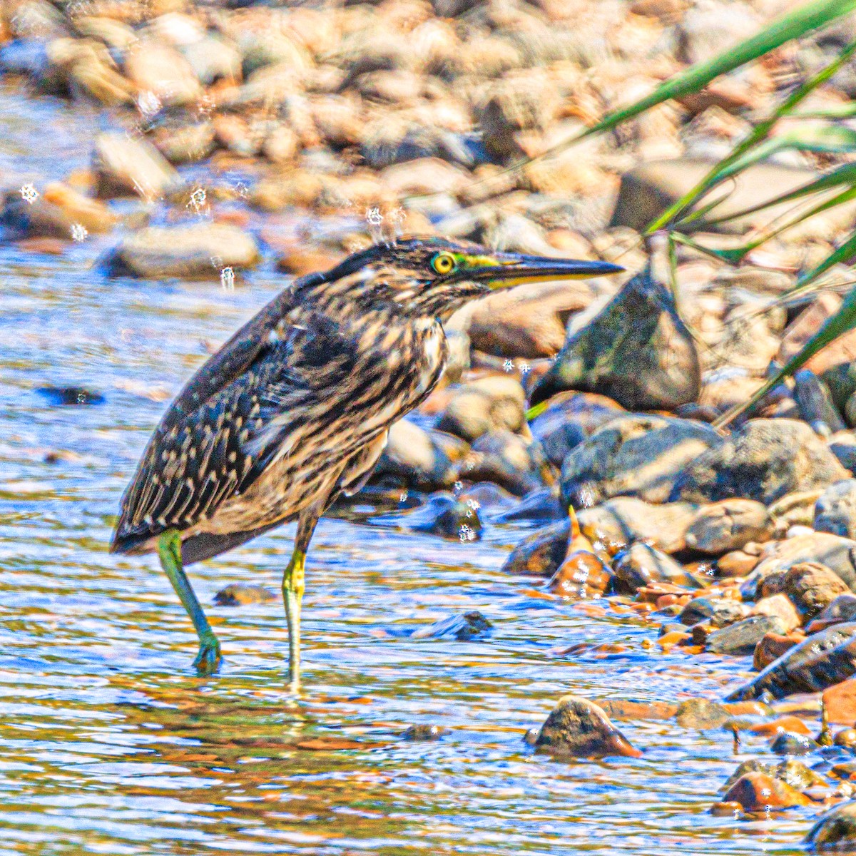 Striated Heron - ML605543621