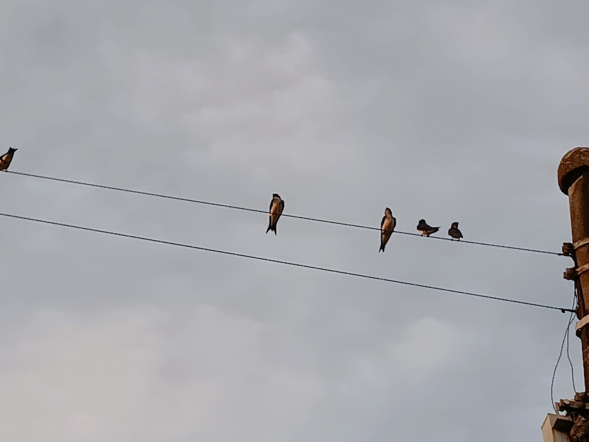 Gray-breasted Martin - Maíra Luísa Garcia