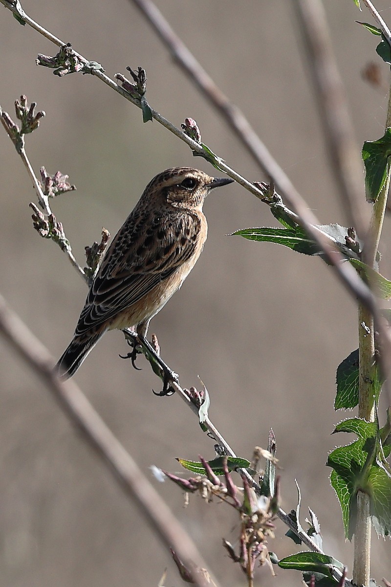 Whinchat - ML605543861