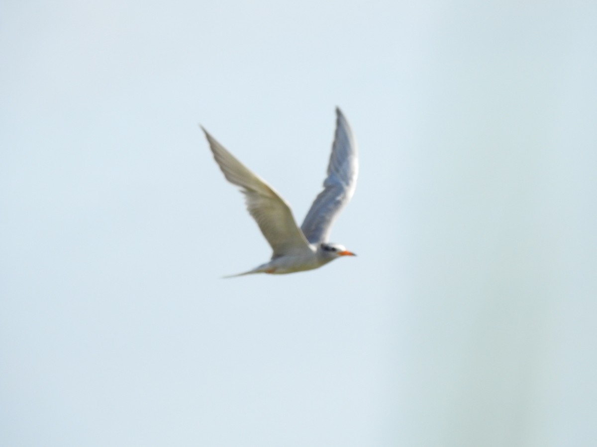 River Tern - ML605543891