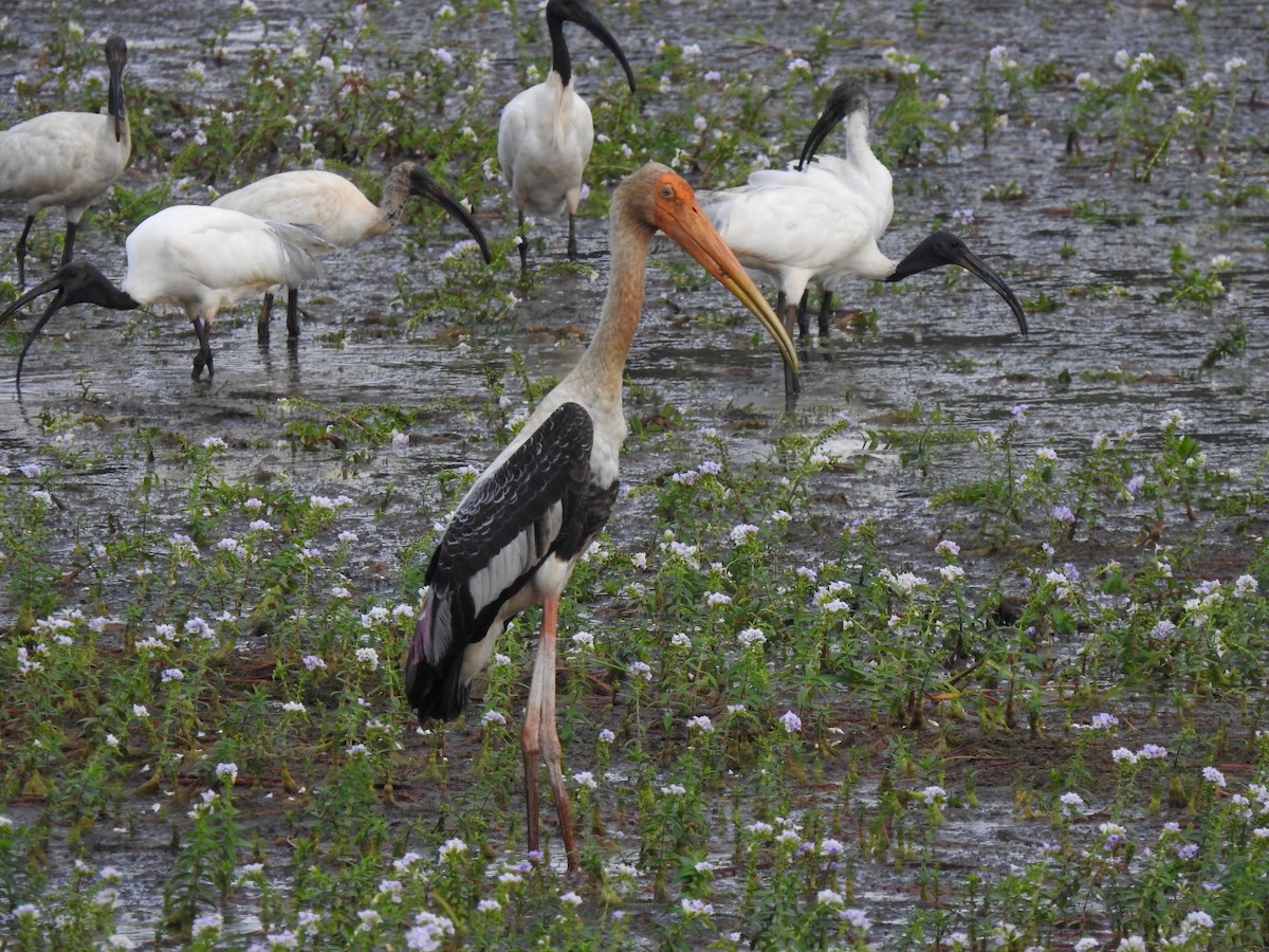 Painted Stork - ML605544041