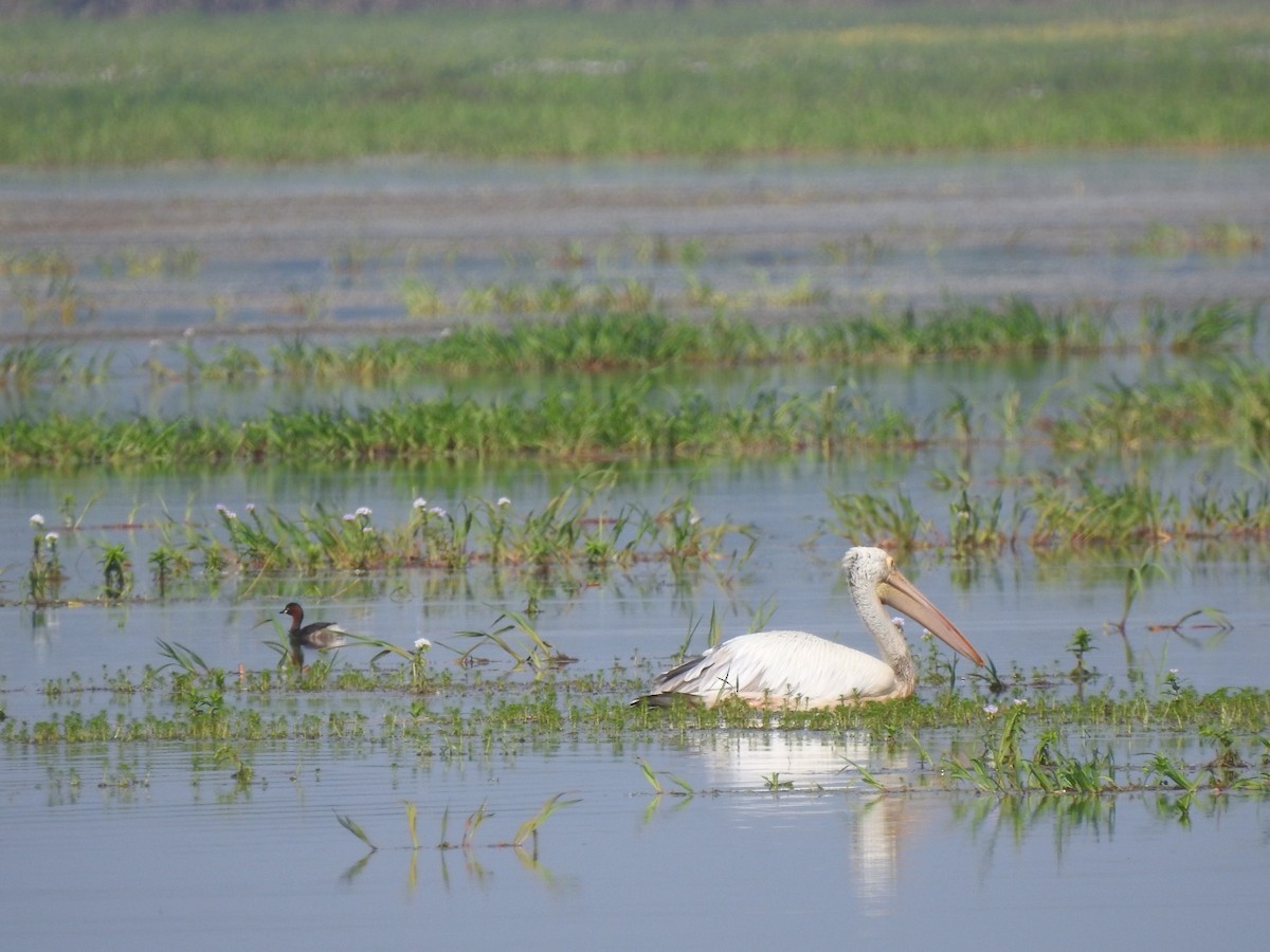 Spot-billed Pelican - ML605544161