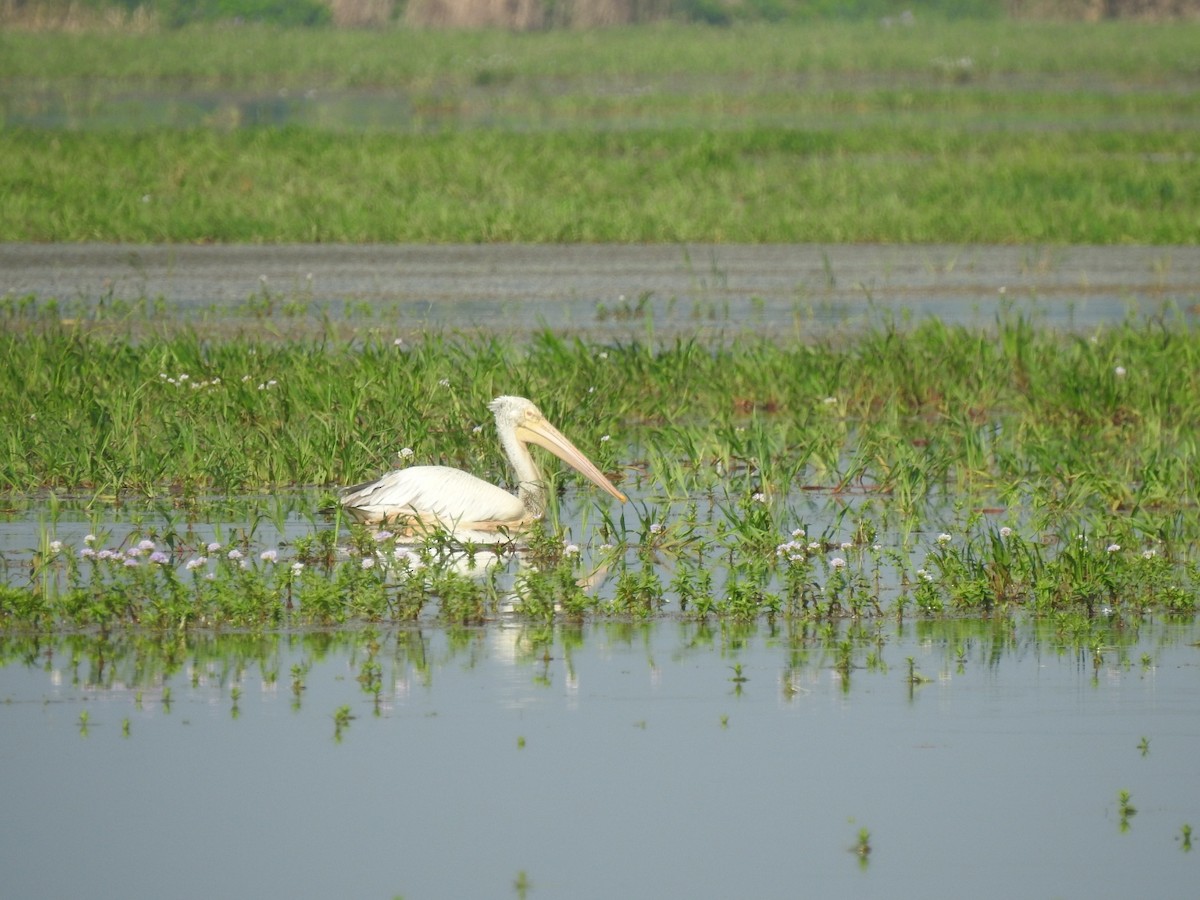 Spot-billed Pelican - ML605544181