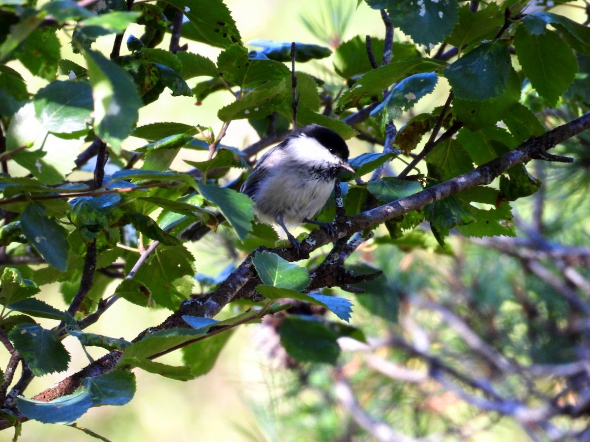 Willow Tit - ML605545671