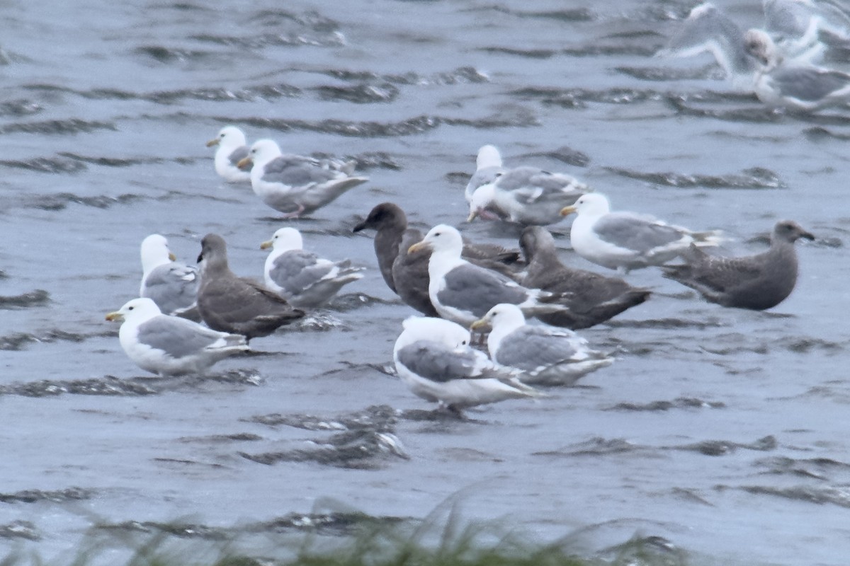 Glaucous-winged x Slaty-backed Gull (hybrid) - Sulli Gibson